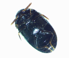 Trogoderma glabrum