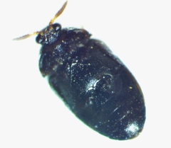 Trogoderma glabrum