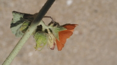 Sphaeralcea orcuttii