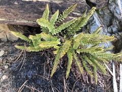 Polystichum lemmonii