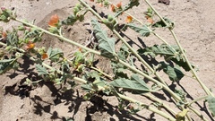 Sphaeralcea orcuttii