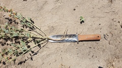 Sphaeralcea orcuttii