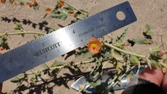 Sphaeralcea orcuttii