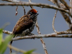 Picumnus squamulatus