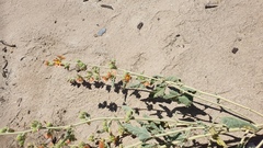 Sphaeralcea orcuttii