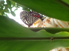 Hestina assimilis formosana