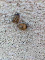 Coccinella septempunctata