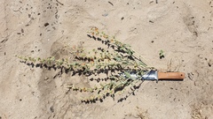 Sphaeralcea orcuttii