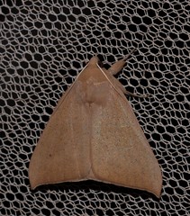 Ophisma gravata