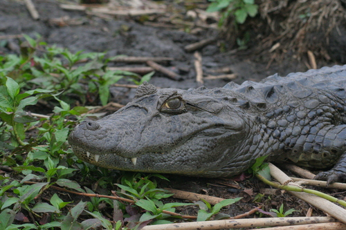 Broad-snouted Caiman, photo 7 of 9