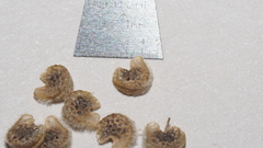 Sphaeralcea orcuttii