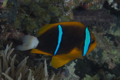 Amphiprion chrysopterus