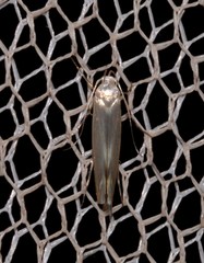 Thiotricha atractodes