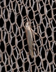 Thiotricha atractodes