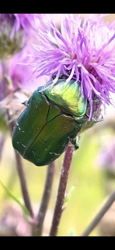 European Rose Chafer