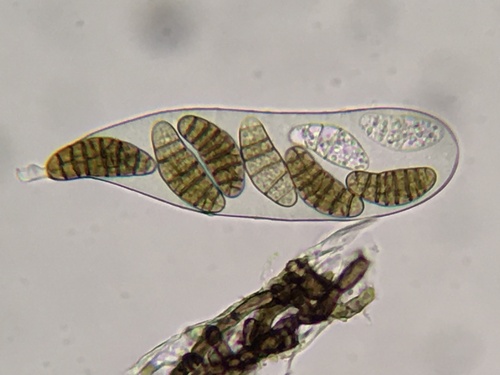 Purpurepithecium minus