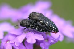 Acmaeodera ornatoides