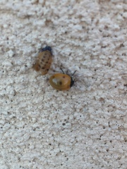 Coccinella septempunctata