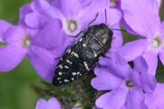 Acmaeodera ornatoides