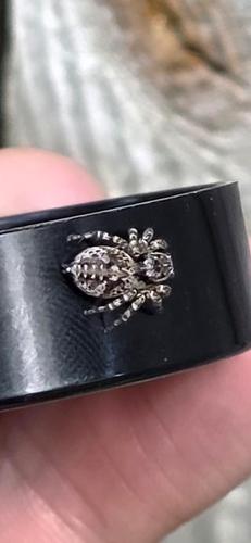 V-Signed Jumping Spider