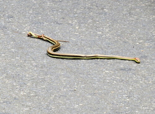 Elegant Sand Racer