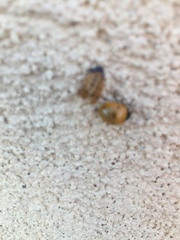 Coccinella septempunctata