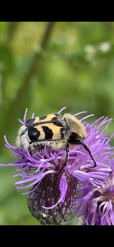 Eurasian Bee Beetle
