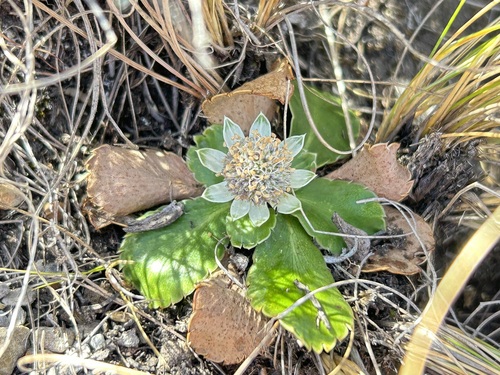 Eryngium humile, photograph 2