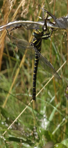 Golden-ringed Dragonfly