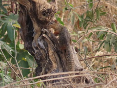 Notocitellus annulatus