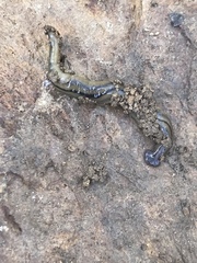 Bipalium pennsylvanicum