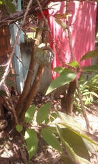 Annona cherimola × squamosa