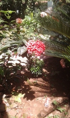 Ixora coccinea