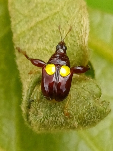 Euscelus biguttatus