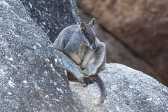 Petrogale mareeba