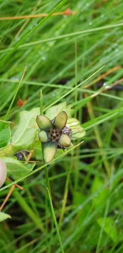 Ceropegia gerrardii