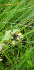 Brachystelma gerrardii