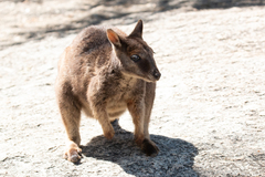 Petrogale mareeba