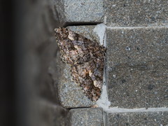 Alcis taiwanovariegata