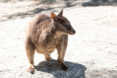 Petrogale mareeba