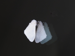 Sphrageidus virguncula