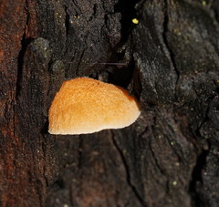 Crepidotus eucalyptorum