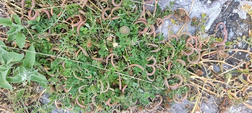 Astragalus hamosus, photograph 1