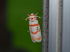 Cyana subalba