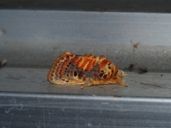 Demonarosa rufotessellata