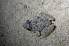 Phrynobatrachus natalensis