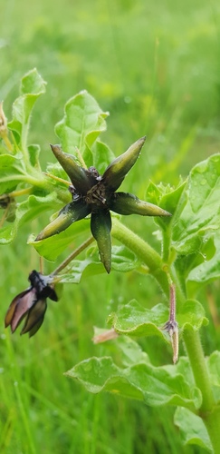 Ceropegia gerrardii