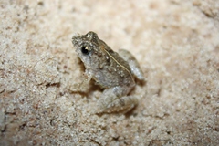 Phrynobatrachus natalensis