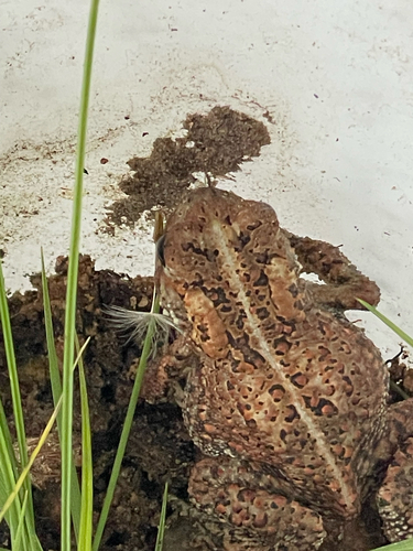 American Toad