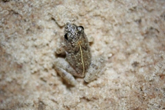 Phrynobatrachus natalensis